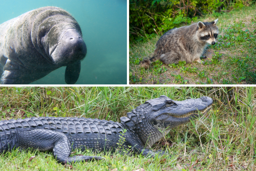 Florida wildlife - aligator manatee racoon